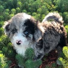 Find bernedoodle puppies for sale and bernedoodle dog breeders | preferable pups is the safest way to buy bernedoodle puppies. View Ad Miniature Bernedoodle Litter Of Puppies For Sale Near Michigan Saint Charles Usa Adn 84398