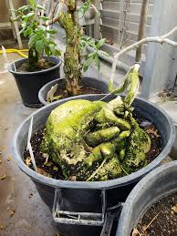 Image result for Adenia stolzii