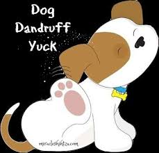 If your dog is itching and scratching, and generally seems unhappy because of their dandruff, the first step is finding out the cause. Dandruff In Dogs Causes Treatments And Cures