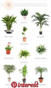 Plantes Purifiant L 39 Air Gardening Pinterest Houseplants Plants And Indoor Plants Gardens Plants Indoor Plan Plants Indoor Plants Trees To Plant