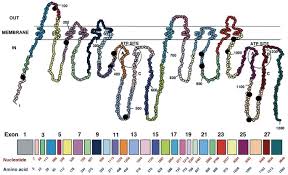 Image result for P-Glycoprotein