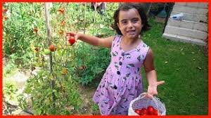 Rüyanın çiftliği kanalımızda bugün oyuncak peluş bebeklerimizi bahçemizde el arabası ile gezdirdik. Bahcemizden Domates Topladik Afiyetle Yedik Ruya Nin Ciftligi Youtube