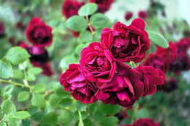 Knockout roses care is easy, we share 5 smart tips on growing, caring for and shaping beautiful knock out roses knockout roses care: How To Care Roses Rose Care Tips Balcony Garden Web