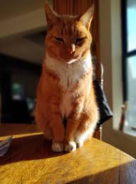 Do you find it interesting, fitting or just creepy? Fireball Is His Name I Got Him When I Was 12 Turning 31 In A Few Months He S An Old Man But He Keeps On Ticking No Health Issues No Pains Still