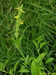 Image result for Justicia matammensis