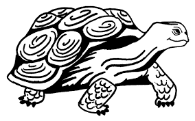 Free printable turtles coloring pages. Free Printable Turtle Coloring Pages For Kids