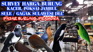 Salah satu jenis burung seperti tersebut yaitu burung blackthroat. Survey Harga Burung Kacer Sule Gagak Sulawesi Poksai Jambul Sulgun Ori Jawa Dll Pb Pramuka Youtube