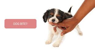 Check spelling or type a new query. Is There Any Diet Restriction Following Dog Bite