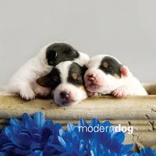 We did not find results for: Puppies Free Modern Dog Wallpaper Modern Dog Magazine