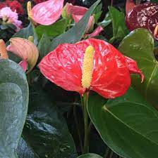 Maybe you would like to learn more about one of these? Chase Flowers And Gifts Home Facebook