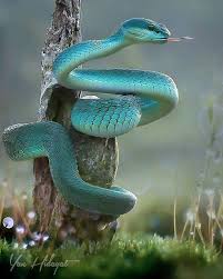 Bobjim On Twitter Pet Snake Cute Reptiles Animal Planet