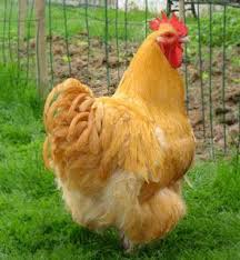 Ayam Brahma Binatang Ternak Ternak Ayam Ayam Jantan