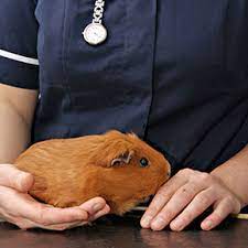 The Vet Whetstone S Tips For Guinea Pig Travel Whetstone