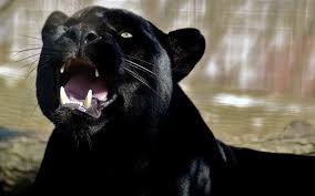 Download this free vector about scary angry black panther head, and discover more than 14 million professional graphic resources on freepik. Wallpaper Face Black Anger Teeth Nose Whiskers Black Panther Labrador Retriever Vertebrate Dog Like Mammal Yawn Aggression Panther 1920x1200 Goodfon 713883 Hd Wallpapers Wallhere