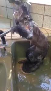 Little nala always wants toy friend when bathing in sink. Monkey Gives Himself A Bath In The Kitchen Sink Jukin Media Inc