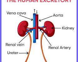 Excretory system diagram