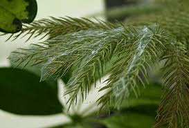 Thankfully, it's possible to successfully eradicate spider mites from your house or garden plants. Spider Mites Get A Free Tree Pest Management Estimate Fort Collins Tree Care