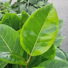 Image result for Ficus demeusei