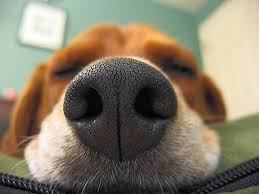 Doggy Nose Goruntuler Ile Evcil Hayvanlar Hayvanlar Vahsi Hayvanlar