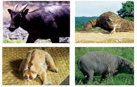 Kelompok yang pertama yaitu flora dan fauna asiatis. Fauna Tipe Asiatis Fauna Tipe Peralihan Dan Fauna Tipe Australis Juragan Les