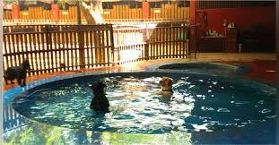 We did not find results for: 10 Pet Boardings In Gurgaon Dwarka Delhi Ncr Lbb Delhi