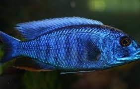 The blue peacock cichlid or aulonocara nyassae is a popular species of cichlid to keep in an aquarium. Blue Peacock Cichlid African Cichlids Aulonocara Nyassae Tank Facts