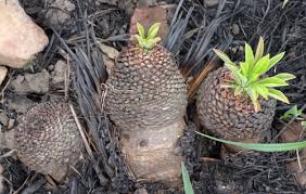 Image result for Euphorbia papillosicapsa