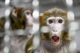See it yourself.)that video (and the accompanying song by parry gripp) became a viral sensation and led to this arcade game that's actually pretty fun for kids. Elon Musk S Neuralink Monkey Can Play Video Games With Its Mind