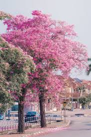 The air travel (bird fly) shortest distance between melaka and alor setar is 483 km= 300 miles. Cherry Blossoms In Malaysia Where To See Them This Month Tatler Malaysia