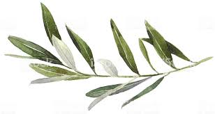 Watercolor Olive Branch Royalty Free Watercolor Painting Stock Photo Olive Tree Tattoos Olive Branch Tattoo Olive Tattoo