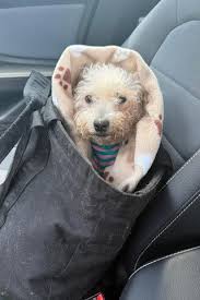 Woman Finds Dog Dumped