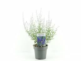 Image result for Perovskia atriplicifolia lacey blue photo