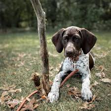He is over 100 pounds at a healthy weight. German Shorthaired Pointer Rescue Home Facebook