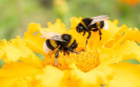 Bee facts bee photo i love bees bees and wasps bee friendly cute bee beautiful bugs bugs and insects save the bees. Bumblebees Need A Diverse Diet Too Sierra Club