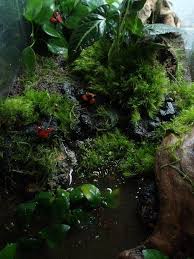 New Vampire Crabs Dendroboard Planted Aquarium Garden Terrarium Vivarium