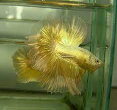 Knowledge stories about betta and ornamental fish, techniques for mixing care and knowledge of fish diseases and treatment methods is information from our research team and various experts come to. Fwbettashm1400260626 Rose Tail Gold Ohm Male 01 Betta Halfmoon Betta Betta Fish