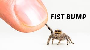 Image result for pokoutnik st job 