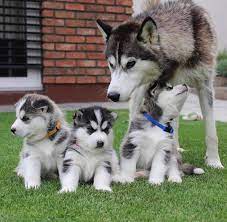 Boxky for sale (boxer husky mix). Siberian Siberain Husky Puppies For Sale And Adoption Facebook