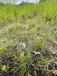 Image result for Lotononis bainesii