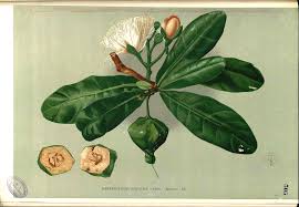 Image result for Barringtonia