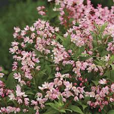 Image result for Deutzia