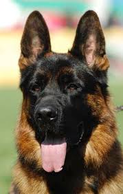 Black And Red German Shepherd Puppies For Sale In Nj Black And Red German Shepherds Duitse Herders Herdershond Duitse Herdres