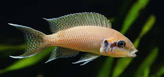 Image result for Mystacidium tanganyikense