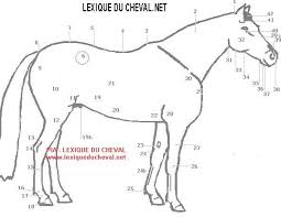 Lexique Du Cheval Anatomy Of The Horse