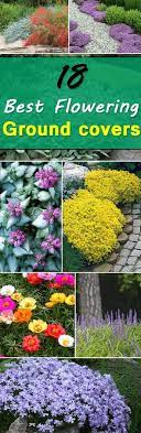 32 Flowering Ground Cover Plants Flowering Ground Cover Ground Cover Plants Plants