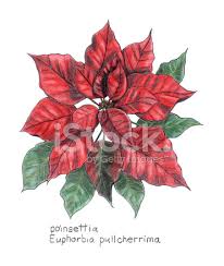 Traditional new year decoration red poinsettia plant with green leaves. Flor De Pascua Euphorbia Pulcherrima Botanico Dibujo En Color Vectores En Stock Freeimages Com