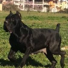 Una delle razze più massicce tra tutti i cani, ha un carattere approfondisci con noi la conoscenza del mastino napoletano. Mastino Cane Corso Tinelli Michele Home Facebook