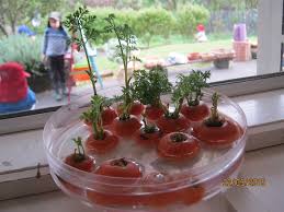 The only challenging aspect of planting carrots is their spacing and slow germination time. Sam S Blog Blog Archive Carrot Top Progagation