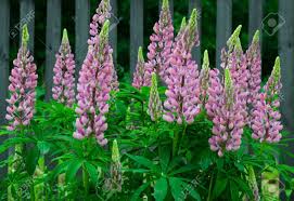 The original lupines were blue. Lupinus Or Lupine Flower Close Up With Blurred Background Macro Stock Photo Picture And Royalty Free Image Image 135106388