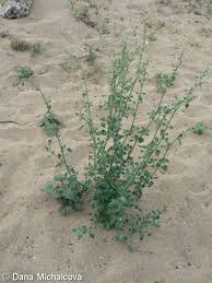 Image result for Chenopodium opulifolium